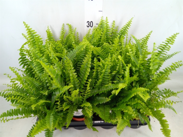 <h4>Nephrolepis exal. 'Green Lady'</h4>