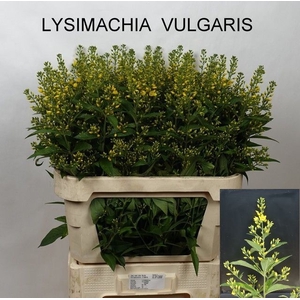 LYSIM VULGARIS