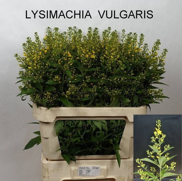 <h4>LYSIM VULGARIS</h4>