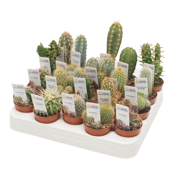 <h4>Cactus mix 5,5 cm met foto etiket</h4>