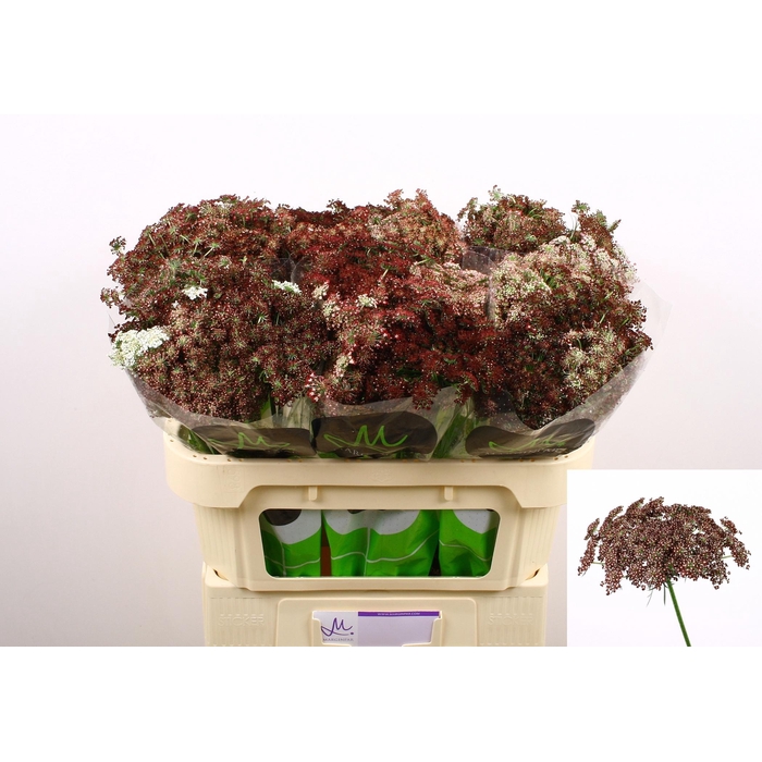 <h4>DAUCUS CAROTA DARA</h4>