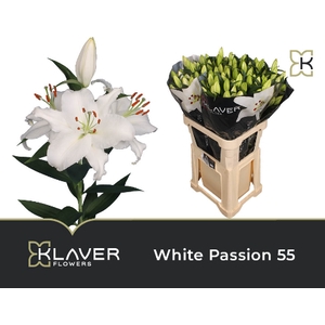 LI OR WHITE PASSION