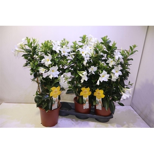 arr8 Mande Summerst White