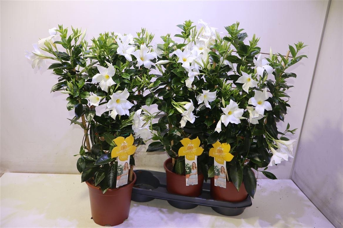 <h4>Mande Summerst White</h4>