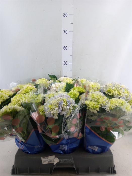 <h4>Hydrangea mac. 'Hi River'</h4>