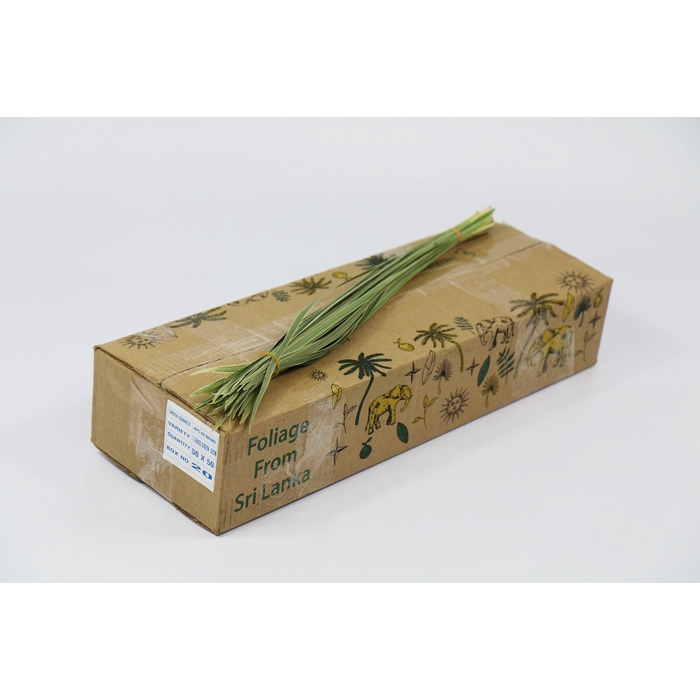 <h4>T-Grass Variegated</h4>