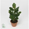 Clusia rosea Princess 24Ø 70cm 2pp