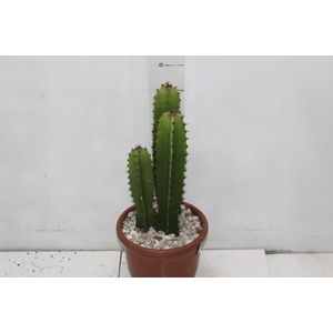CACTUS EUPHORBIA MANDACARU P17