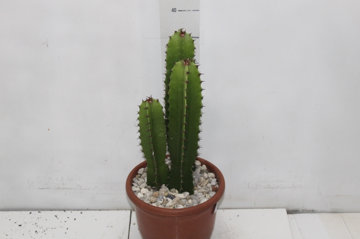 <h4>CACTUS EUPHORBIA MANDACARU P17</h4>