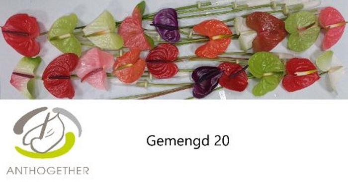 <h4>Anthurium andr.   ...mix</h4>