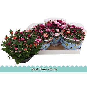 CHRYS MO AUB GEM POT