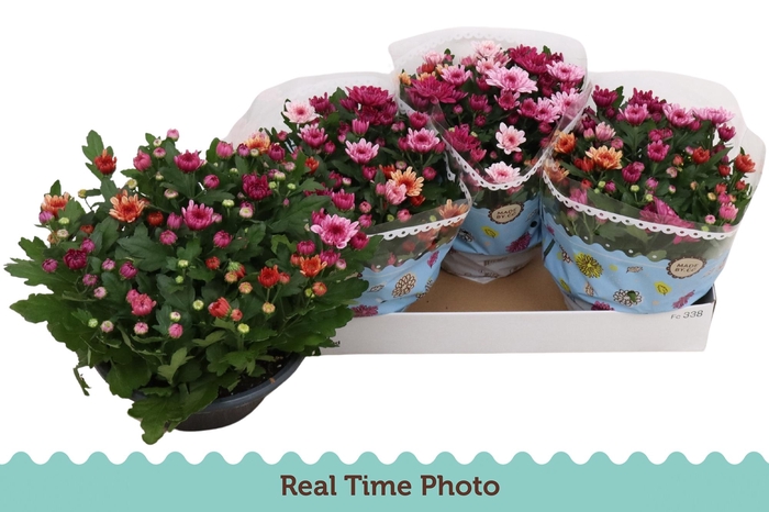 <h4>CHRYS MO AUB GEM POT</h4>