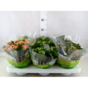 Kalanchoe blos.   ..rosebud mix  5