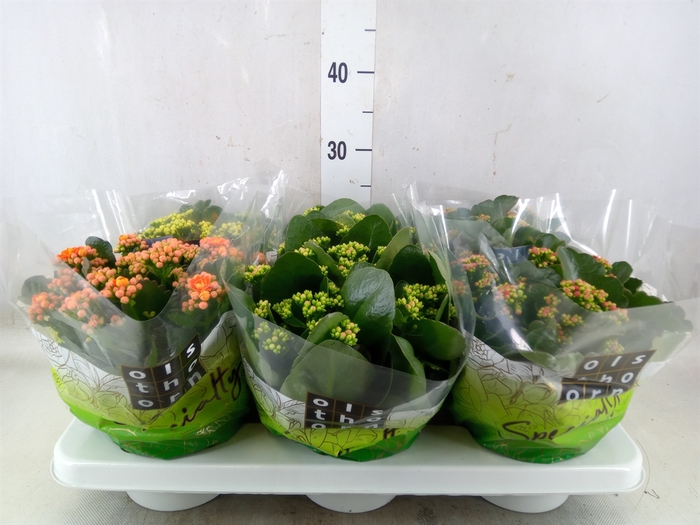 <h4>Kalanchoe blos.   ..rosebud mix  5</h4>