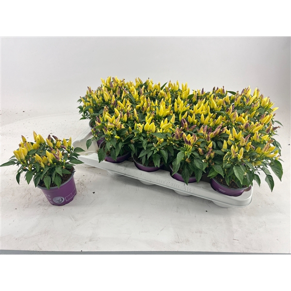 <h4>Capsicum Yellow Red</h4>