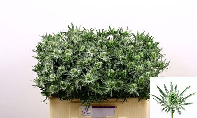 <h4>ERYNGIUM SIRIUS QUESTAR</h4>