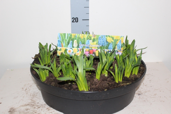 <h4>NARC O TETE A TETE</h4>