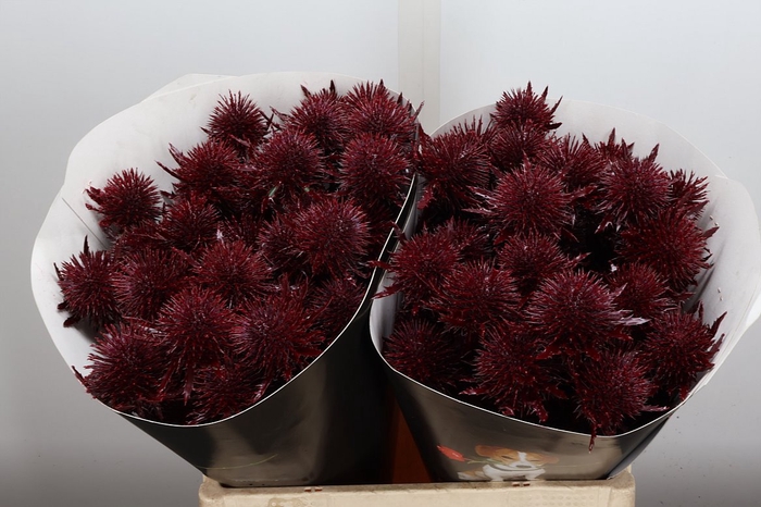 <h4>Eryn Wx Bordeaux</h4>