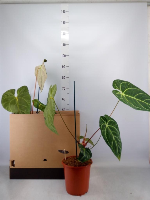 <h4>Anthurium   ...</h4>