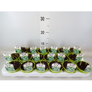 Fritillaria meleagris 'Alba'