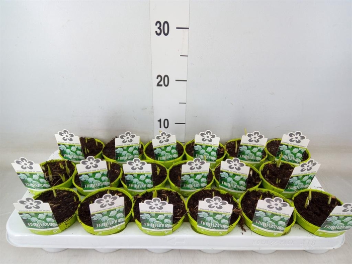 <h4>Fritillaria meleagris 'Alba'</h4>