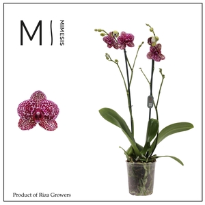 Phalaenopsis Wildcat 2 spike - 12cm | Mimesis