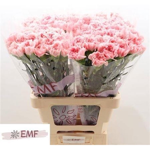 Di St Pink Montezuma