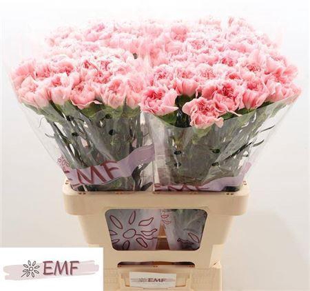 <h4>Di St Pink Montezuma</h4>