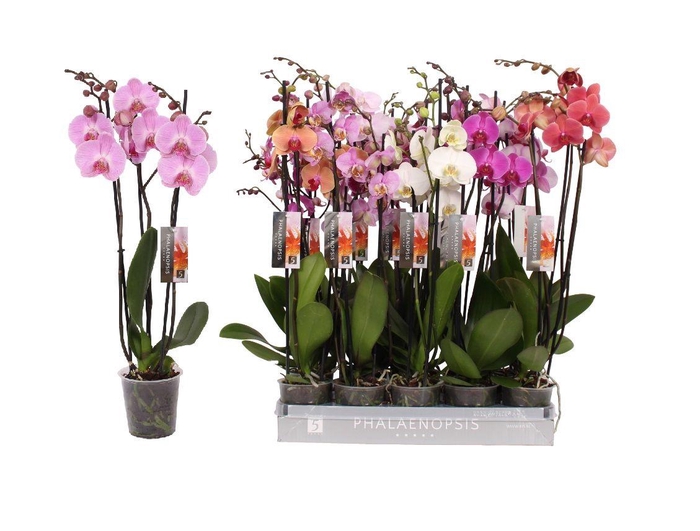 <h4>Phalaenopsis 8 color mix, 3-spike 22+</h4>