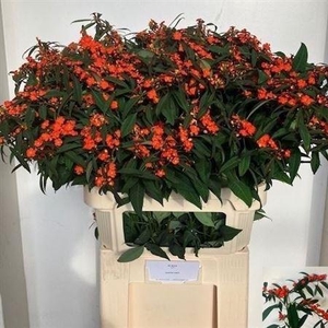 Euph F T Queen Orange