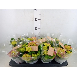 Hydrangea mac. 'Tabletensia'