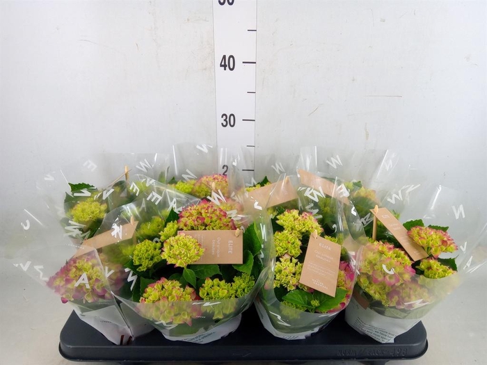 <h4>Hydrangea mac. 'Tabletensia'</h4>