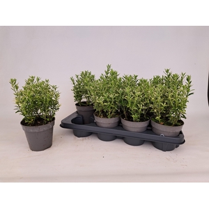 EUONYMUS FO SILV QUE