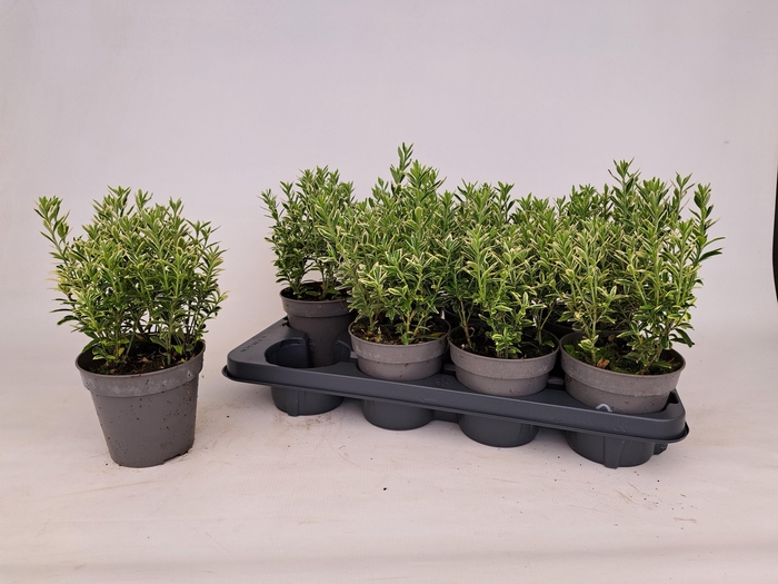 <h4>EUONYMUS FO SILV QUE</h4>