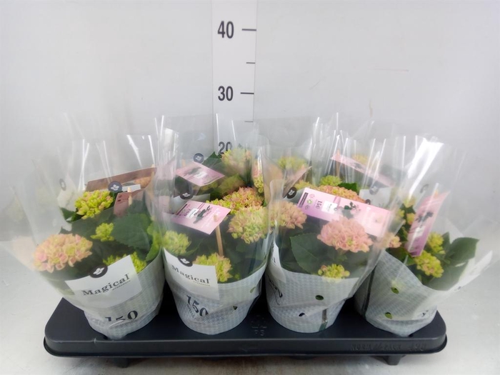 <h4>Hydrangea mac. 'Magical Revolution'</h4>