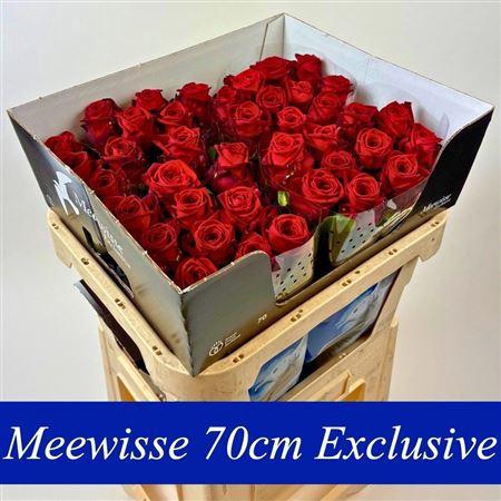 <h4>R Gr Red Naomi!</h4>