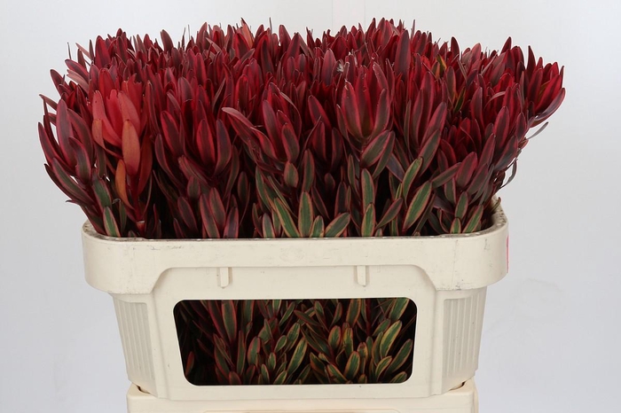 <h4>Leucadendron Jester</h4>