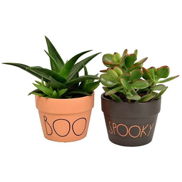 <h4>Succulent in Spooky-Boo terracotta</h4>