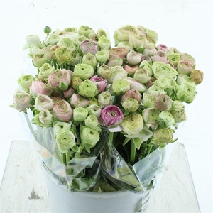 Ran Aazur Light Pink Extra