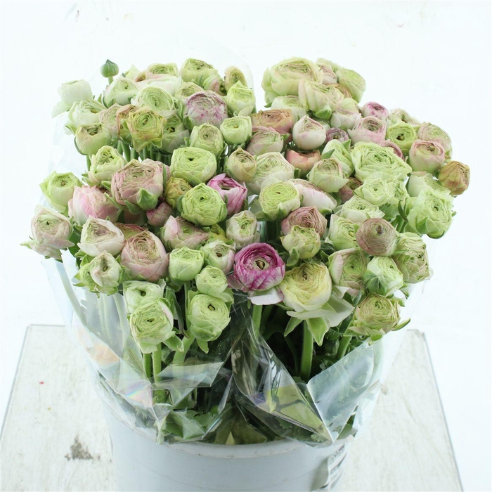 <h4>Ran Aazur Light Pink Extra</h4>