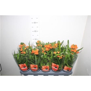 ** Ornit Du ** 3 Branches * Spring Deal *