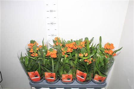 <h4>** Ornit Du ** 3 Branches * Spring Deal *</h4>