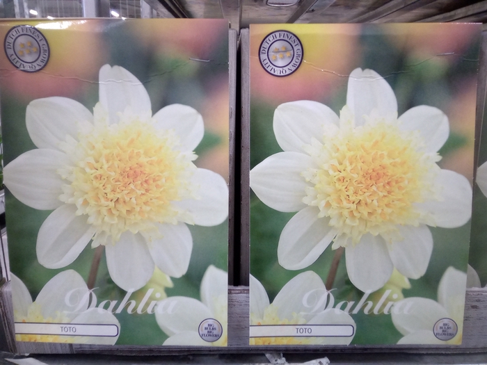 <h4>Dahlia   ...flowerbulbs</h4>