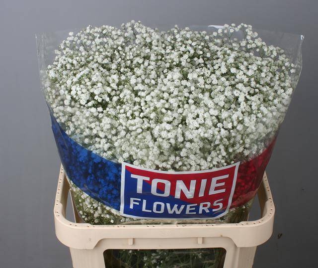 <h4>Gyps Big Xlence Tonie</h4>