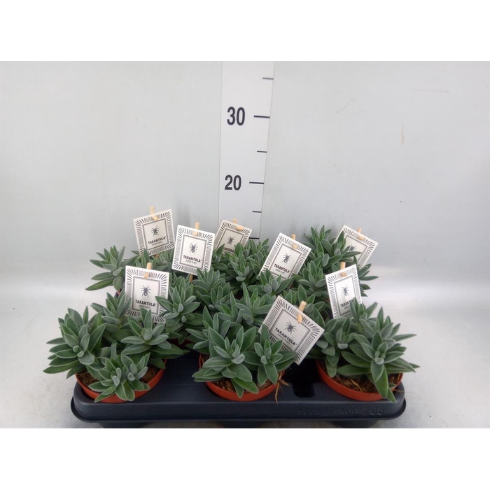 <h4>Crassula  'Tarantula'</h4>