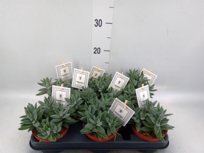 <h4>Crassula 'Tarantula'</h4>