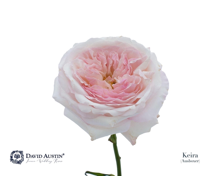 <h4>Rosa GR 'David Austin Keira'</h4>