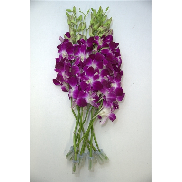 <h4>DENDROBIUM LSB / GALAXY</h4>