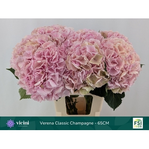 HYDR M CH VERENA CL