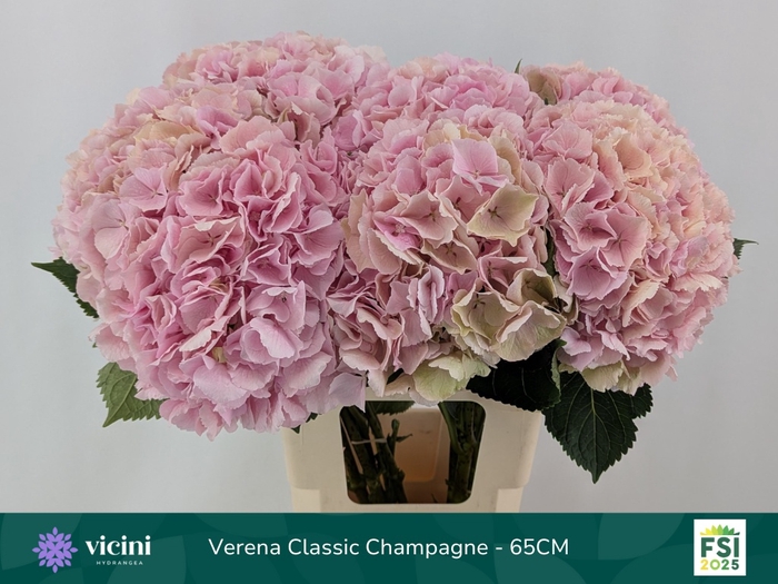<h4>HYDR M CH VERENA CL</h4>